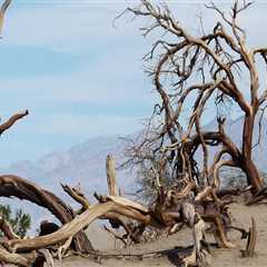 Enhance Your Fix and Flip with Tree Removal in Virginia Beach