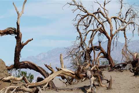 Enhance Your Fix and Flip with Tree Removal in Virginia Beach