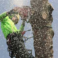 Arborist Services in Maysville, WV: Home Selling Tips for a Stronger First Impression
