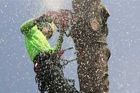 Arborist Services in Maysville, WV: Home Selling Tips for a Stronger First Impression